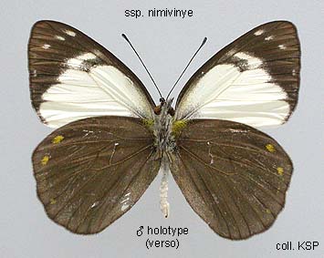 Papua Insects Foundation (Lepidoptera/Pieridae/Pierinae(Delias pulla)